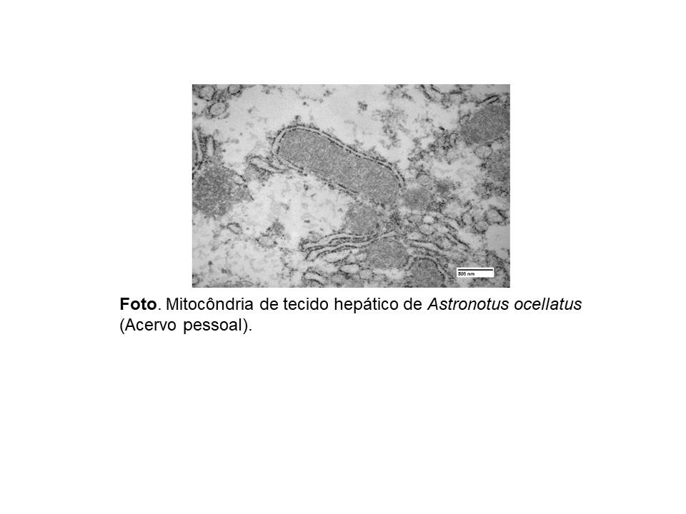 Sobrevivendo ao ambiente amazônico: mecanismos mitocondriais de resposta à hipóxia e à reoxigenação em peixes da Amazônia