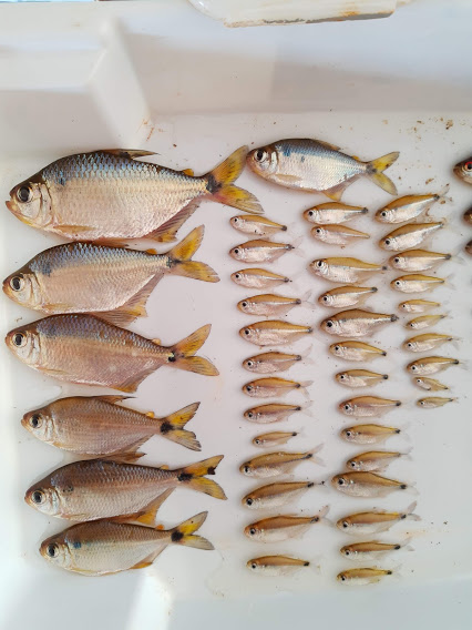 Estudo genético-populacional em espécies do gênero Moenkhausia da calha norte do Rio Amazonas