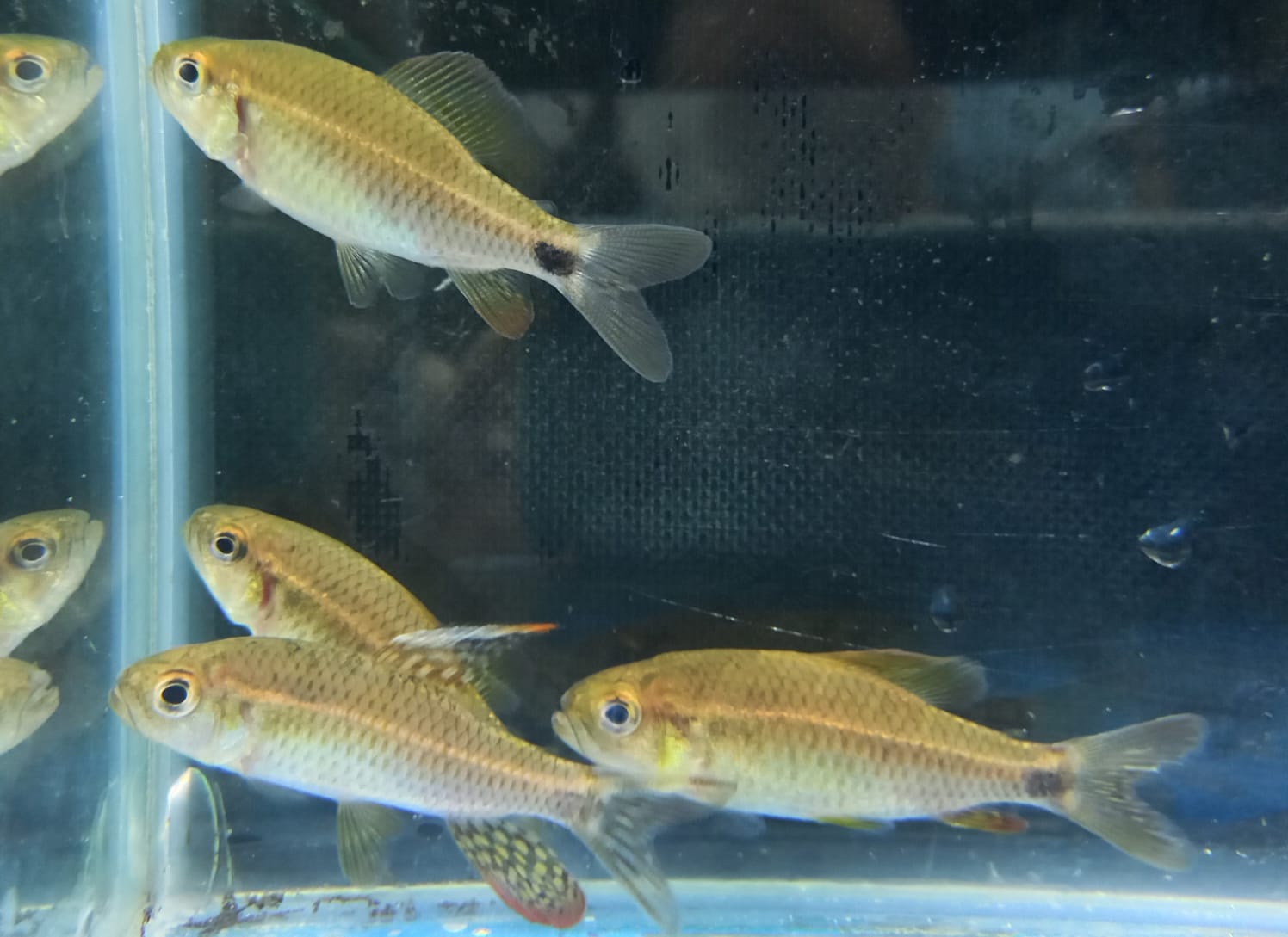 SEMINÁRIOS DO LEEM - Absorção e transferência materna de nanopartículas de poliestireno em peixes expostos a ambientes com diferentes temperaturas